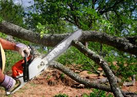 Reliable Woodland Hills, UT Tree Services Solutions