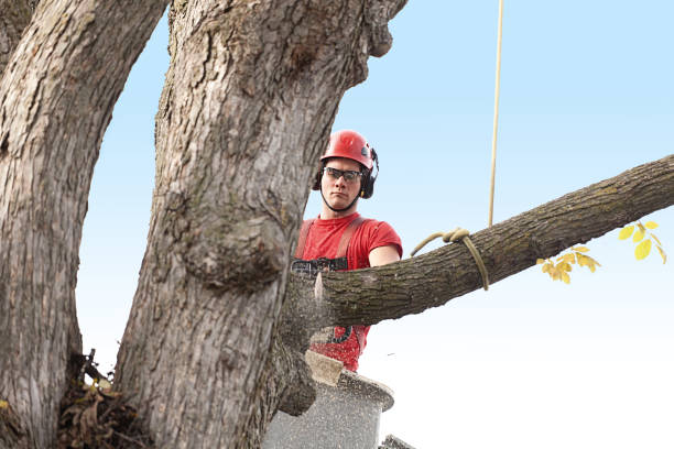 How Our Tree Care Process Works  in  Woodland Hills, UT